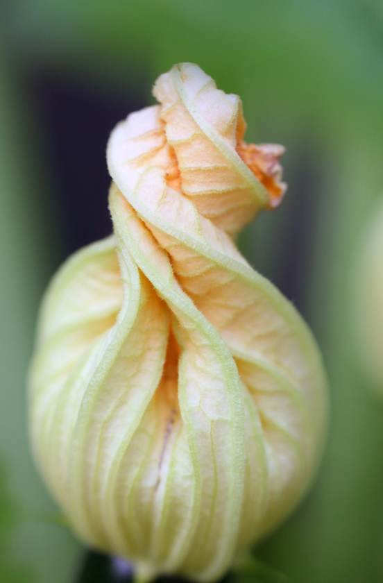 flowerOpening Flower Opening
