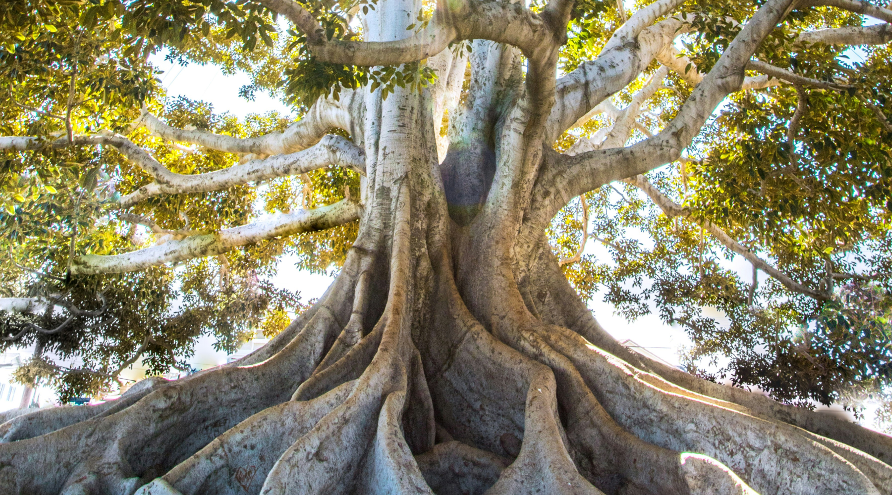 newBeginnings_hero Big strong tree